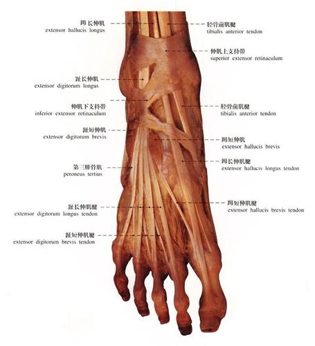 正常人体足部解剖学-人体解剖图