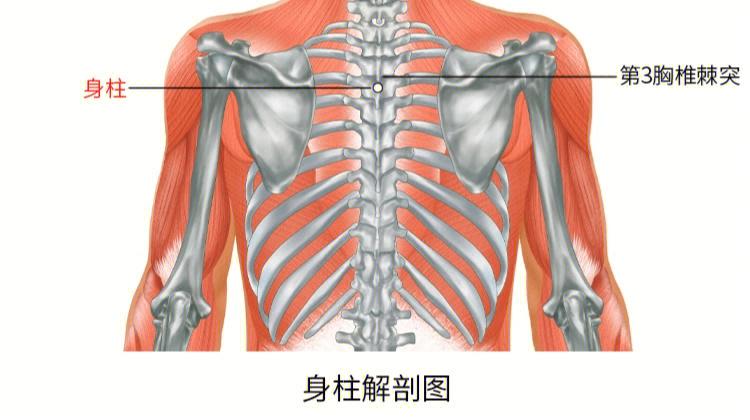 脾俞穴:67在脊柱区,第11胸椎棘突下,后正中线旁开1.5寸.