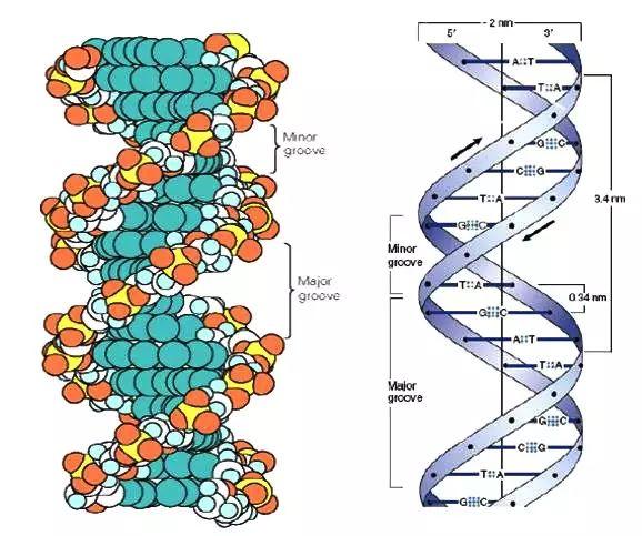 沃森和克里克发现了dna分子的双螺旋结构,开启了分子生物学的大门
