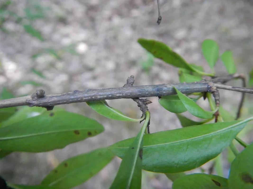 石榴巾夜蛾,幼虫与树皮相似,白天静伏于枝条上,不易发现.