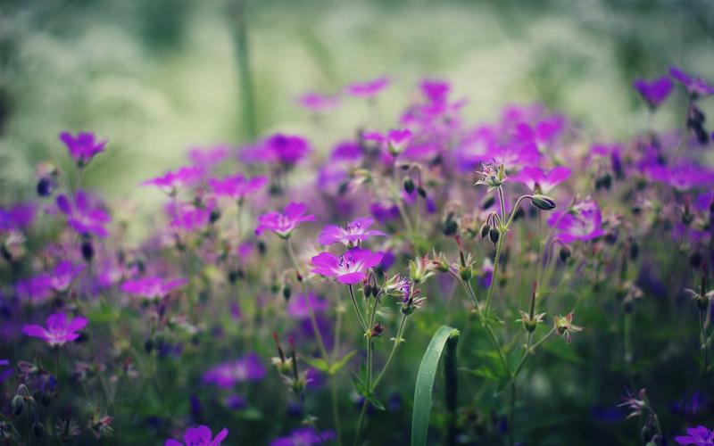 壁纸 紫色小花,春天 3840x2160 uhd 4k 高清壁纸, 图片, 照片