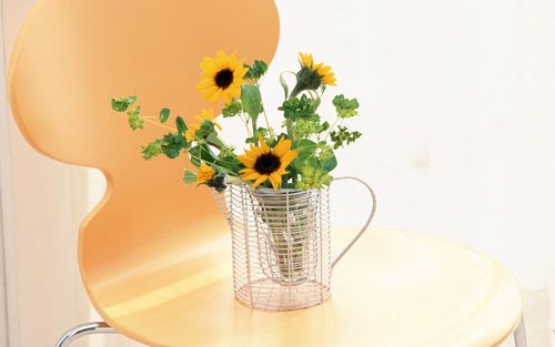 清新简约室内花卉植物唯美高清桌面壁纸下载