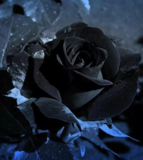 black rosevil,全世界最稀有的黑色玫瑰极… _ 图片网