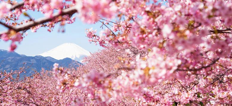 富士山樱花飘落背景图