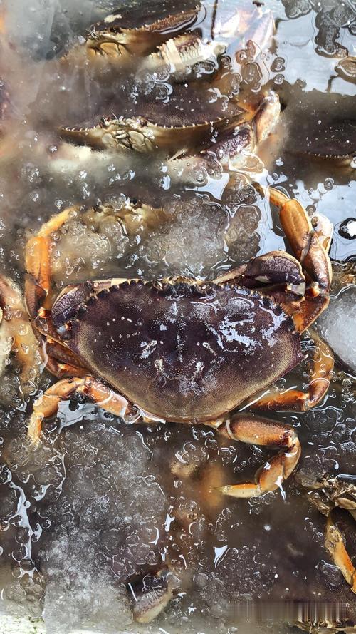 鲜活生猛珍宝蟹批发进口珍宝蟹产地货源珍宝蟹鲜活面包蟹