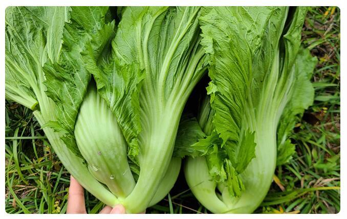 芥菜新鲜大叶青青菜腌制酸菜泡菜农家蔬菜5斤