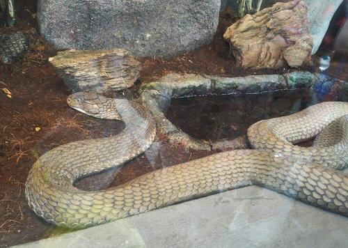 泰国金刚王眼镜蛇: 只吃同类或眼镜蛇, 毒液能喷5米远