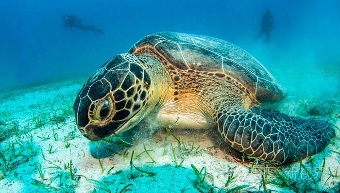海龟在水潜水潜水在土耳其
