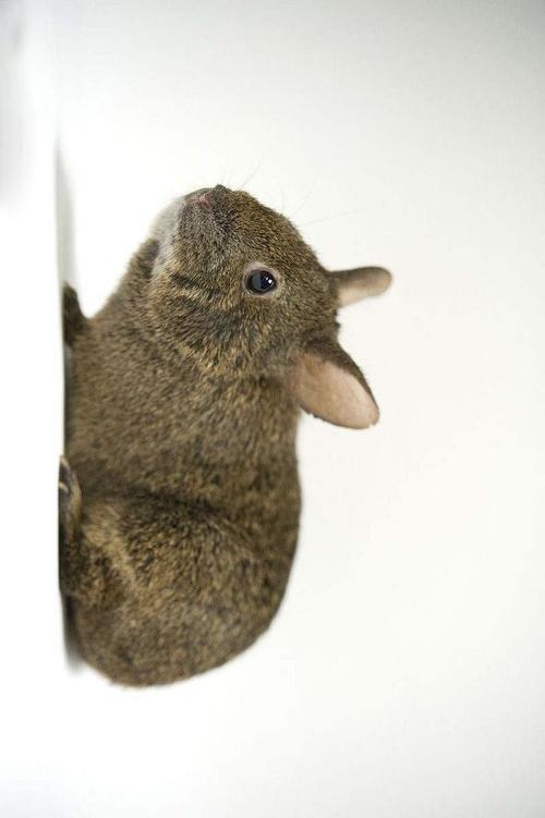 兔形目·古兔亚科·火山兔属:火山兔(侧)