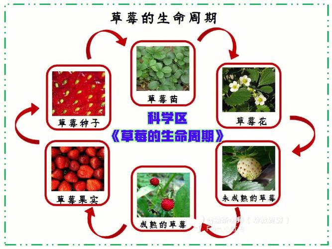 幼儿园 #自制玩教具 #幼儿园种植区草莓生长过程大体可分为五个阶段