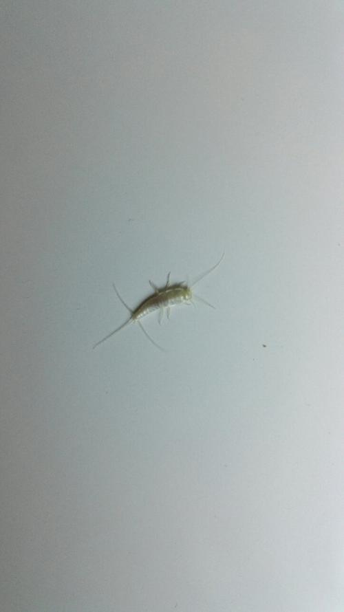这是什么虫,怎么杀?在卧室和浴室里都有,大概一厘米长,白色的
