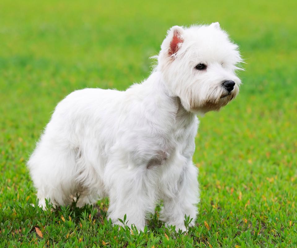 西高地白梗(west highland white terrier),简称"西高",是一种小型犬