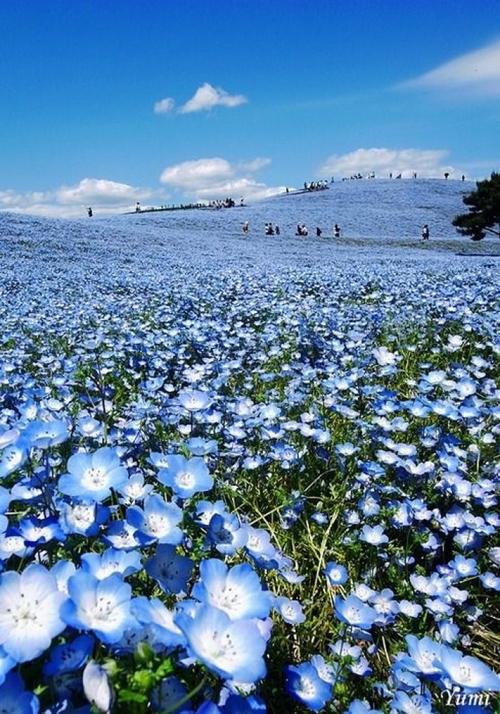 日本海冰公园的蓝色花海