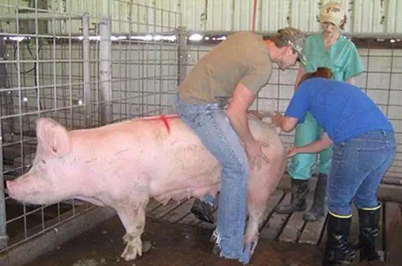 在实际养猪生产过程中,母猪常用的配种方法有自然配种(本交)和人工