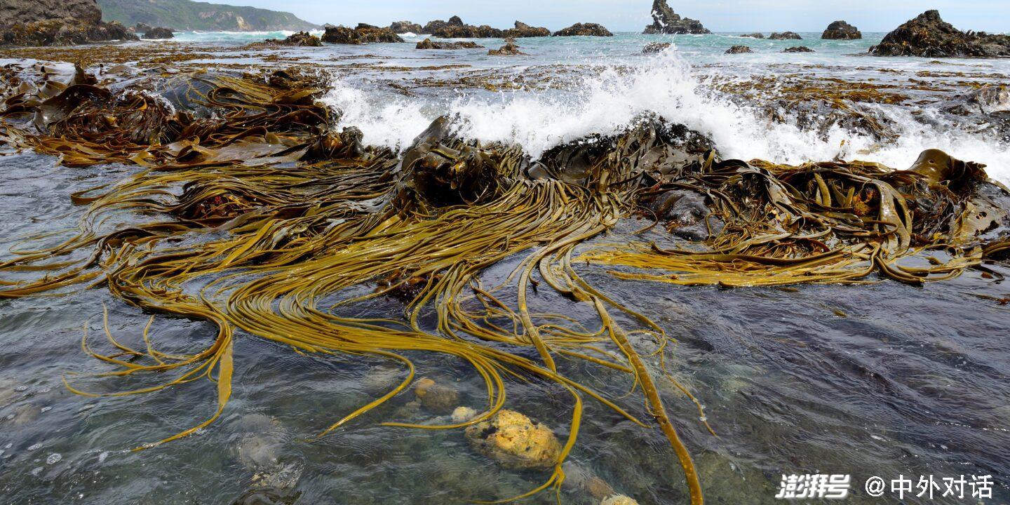 巨藻为智利奇洛埃岛的海岸提供缓冲,使其免受风浪的冲击.