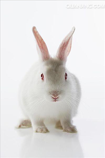 白色兔子图片_图片大全
