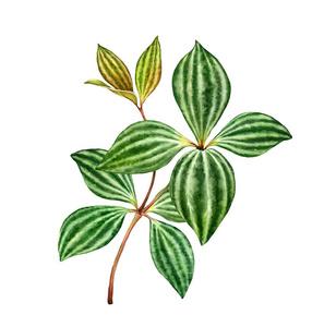 奇特的绿色植物孤立在白色.带条纹的绿叶.手绘细节艺术品.