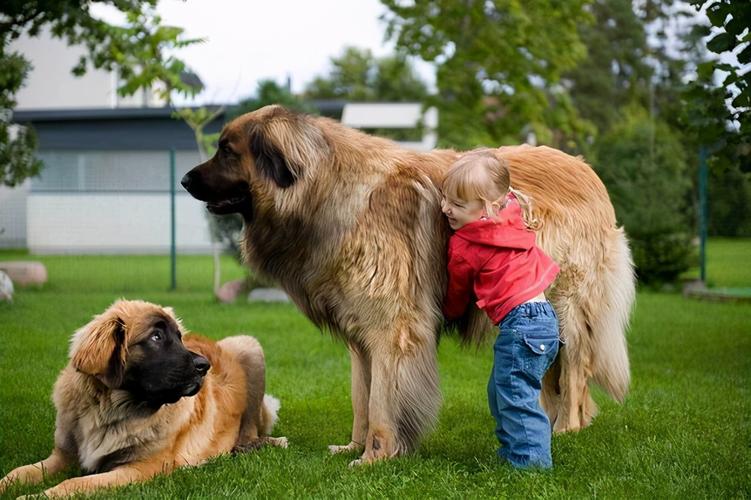 大型宠物狗品种图片大全及名字史上最聪明的10种大型犬