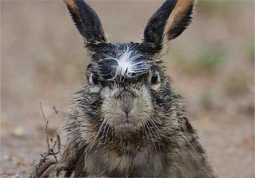 宠物兔也懂得生气吗,宠物兔会怕冷吗  兔兔 如果你觉得兔子没有性格