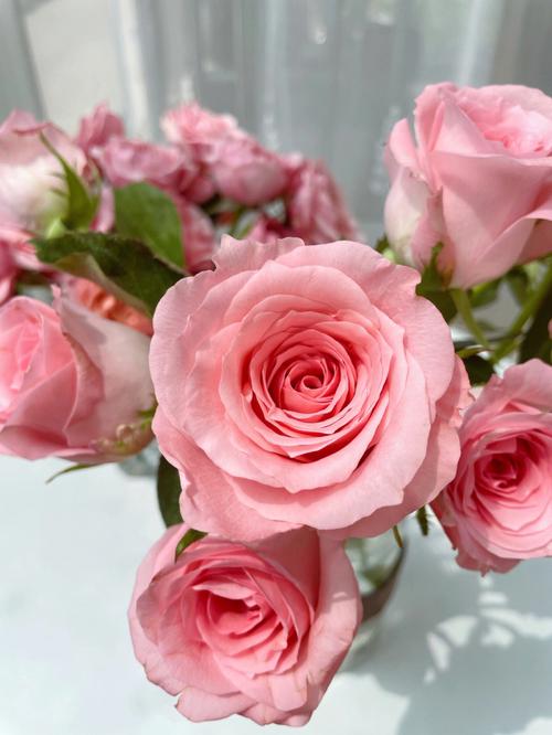 鲜花分享  常见的粉色玫瑰里最喜欢的就是戴安娜了,这个粉真的是牡哪