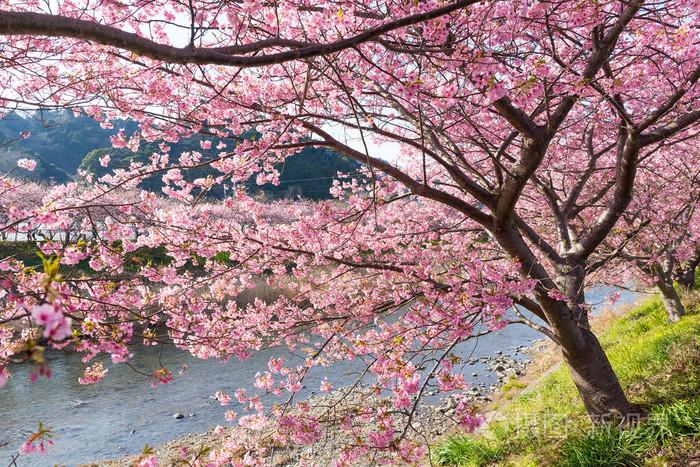 美丽盛开的樱花树