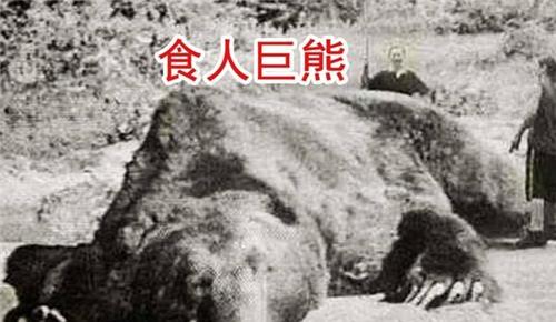 日本史上吃人最多的棕熊,专狩猎年轻女子,被击毙后遭众人分食