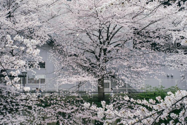 日本东京满开樱花