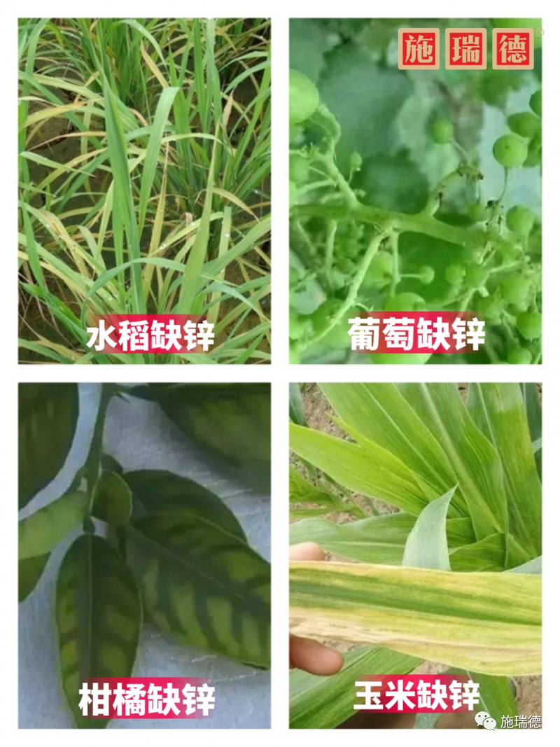 各类农作物缺素图解-搜狐大视野-搜狐新闻