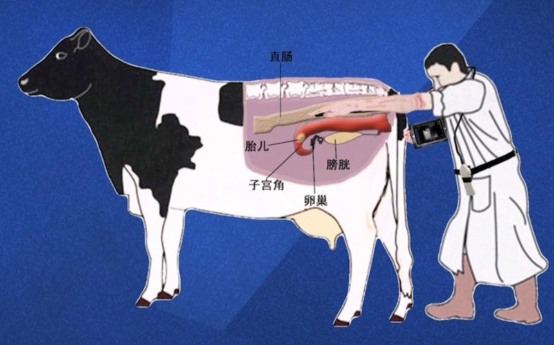 繁殖母牛验胎牛用b超检测母牛怀孕步骤实践教学视频