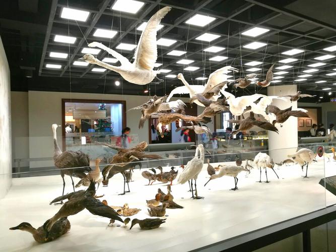 上海地区注重环境保护,候鸟,飞禽的种类繁多.
