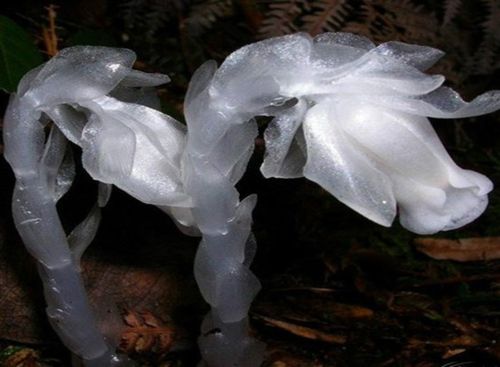水晶兰种子幽灵花奇特兰花阳台盆栽植物稀有珍贵奇葩植物