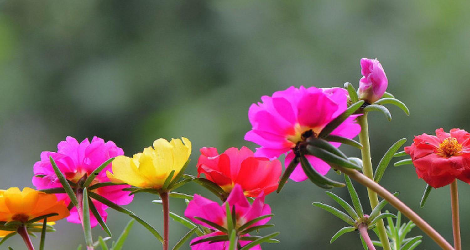 太阳花是一种常见的草本植物,属于马齿苋科.它的学名为portulaca oler