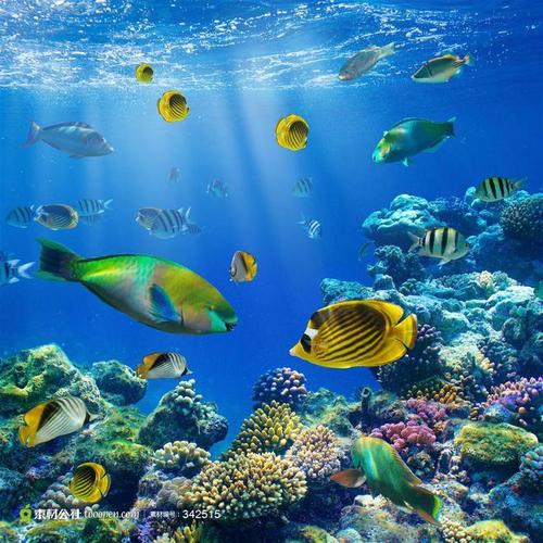 海底世界海洋生物实景摄影背景桌面壁纸图片素材
