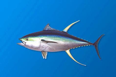 蓝鳍金枪鱼和黄鳍金枪鱼的区别是什么 (金枪鱼种类区别图解)-四海钓鱼