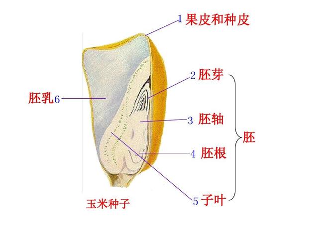 果皮和种皮   胚芽 胚乳6 3 胚轴 胚 4 胚根 玉米种子   子叶