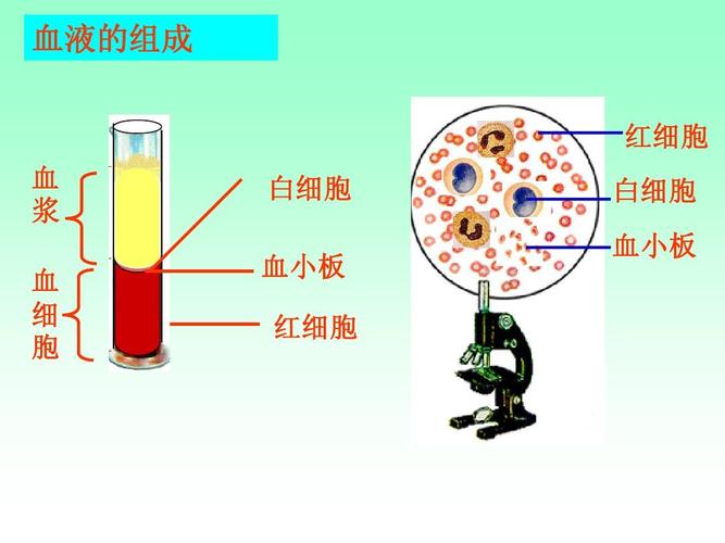 血液的组成 红细胞 血 浆 血 细 胞 白细胞 血小板 红细胞 白细胞