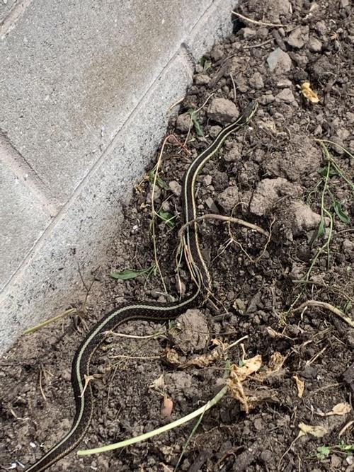 这是什么蛇? 今早出现在我家后院草地边缘.有无毒?
