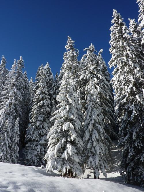 森林冬天植物冬季雪树大自然冬日松柏树木图片