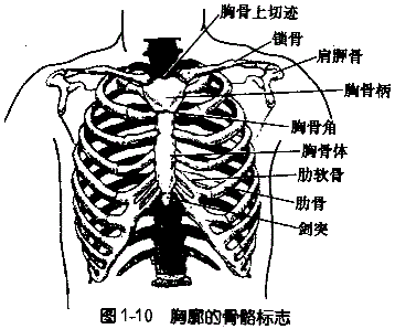 ①腋窝(左,右):为上肢内侧与胸外侧壁相连的凹陷部;②胸骨上窝:为胸骨