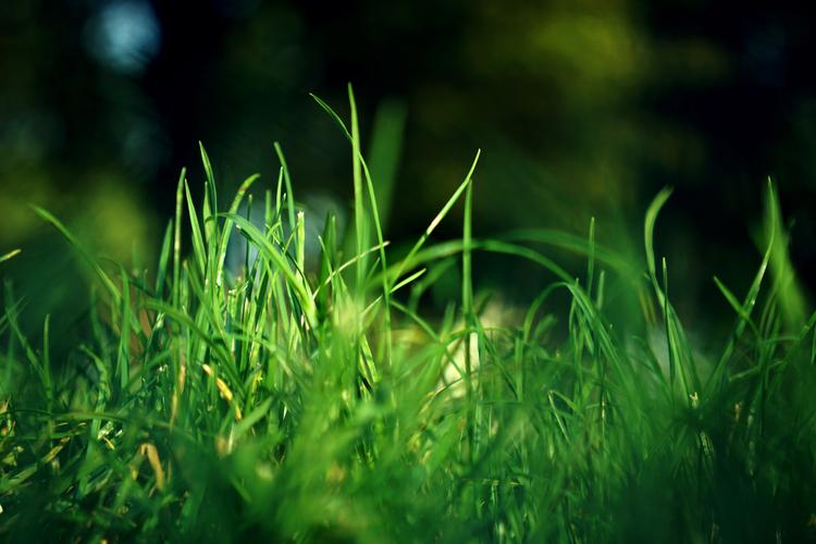 草地,绿草,草丛,自然风光绿油油的草丛图片 草地,绿草,草丛