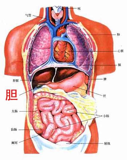 胆的位置(图一)胆的位置(图二)胆的大小胆囊多呈卵圆形,超声所测胆囊