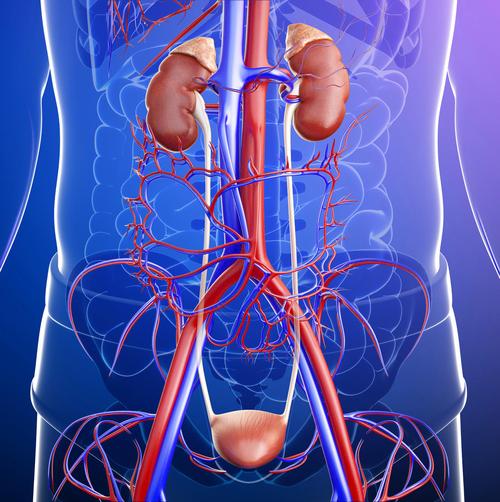 器官男性泌尿系统的插图医疗图里面的红色和蓝色动脉与人类肾脏泌尿