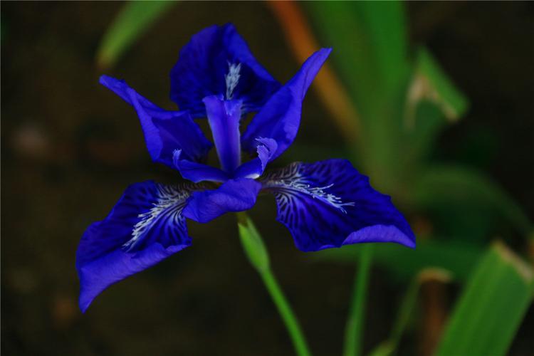 蓝色系的花卉有哪些?