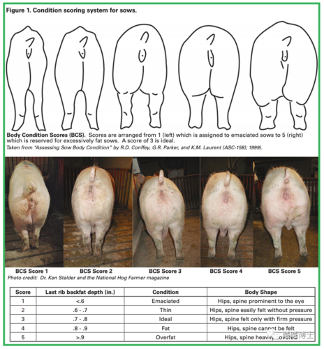 后备母猪的体重管理很重要后期要如何估算母猪的体重