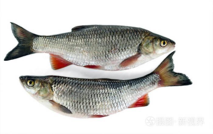 普通淡水鱼照片-正版商用图片08kbf9-摄图新视界