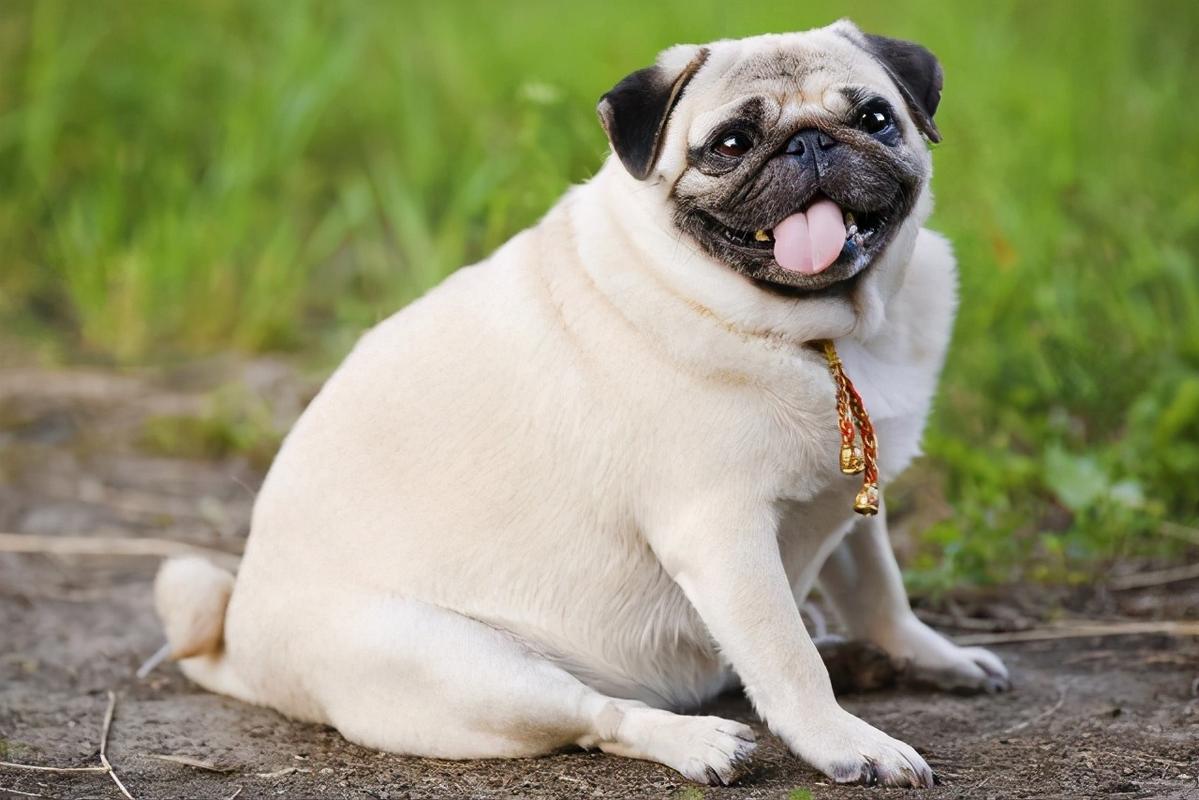 巴哥犬是比较懒的狗狗,它们的运动量是比较小的,一般不用太大的运动量