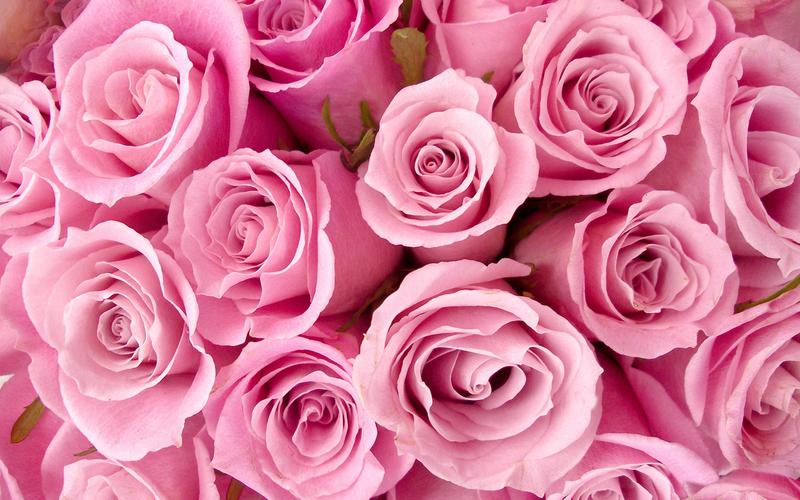 粉色玫瑰高清图片电脑桌面壁纸下载