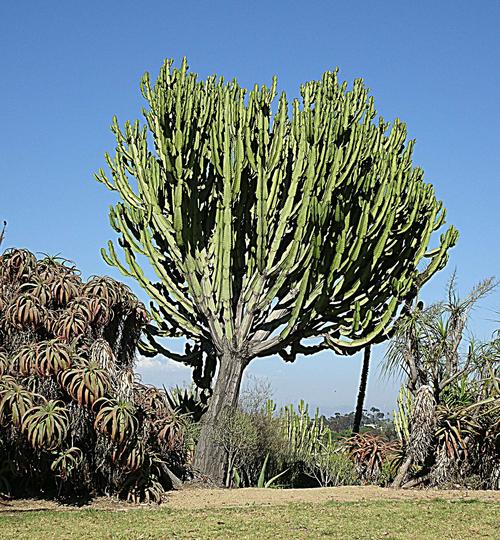 圣地亚哥热带沙漠植物