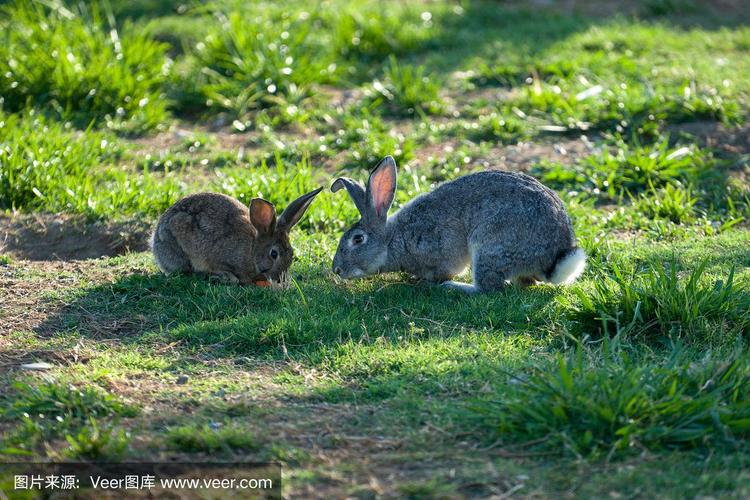 兔子在绿色的草地上在阳光灿烂的一天