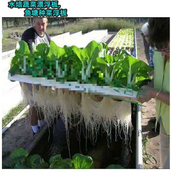 【鱼菜共生】鱼塘水面种植蔬菜定植板无土栽培设备水培种菜水耕 40